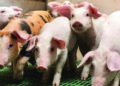In Germany, piglets ‘sue over castration’
