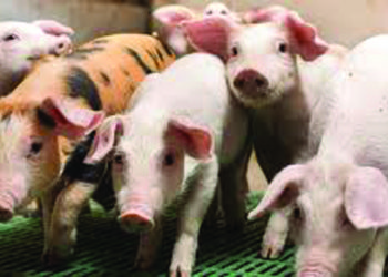 In Germany, piglets ‘sue over castration’