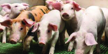 In Germany, piglets ‘sue over castration’