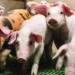 In Germany, piglets ‘sue over castration’