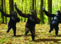 Dance invented by Chimpanzees not human, claims a new study
