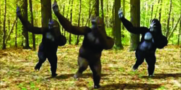 Dance invented by Chimpanzees not human, claims a new study