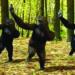 Dance invented by Chimpanzees not human, claims a new study