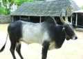 Over one lakh indigenous cattle disappear in TN every year