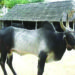 Over one lakh indigenous cattle disappear in TN every year