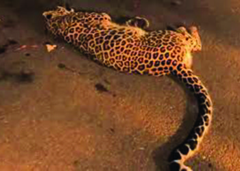 ‘Man-eater’ leopard shot dead in Bagasara