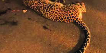 ‘Man-eater’ leopard shot dead in Bagasara