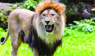 Man goes for open defecation, lion kills him in Amreli