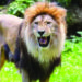 Man goes for open defecation, lion kills him in Amreli