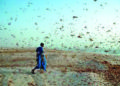 Pakistan locusts destroy crops in 2 districts of Gujarat