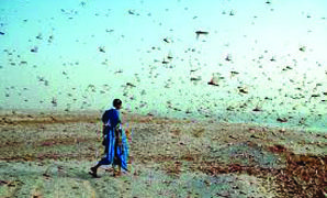 Pakistan locusts destroy crops in 2 districts of Gujarat