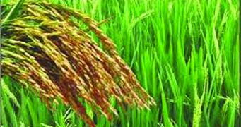 Paddy MSP: TN Farmers’ body seeks Rs. 2,500 per quintal from Pondy, TN Govts