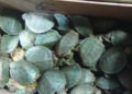 4,500 invasive turtle species seized at Tiruchi airport