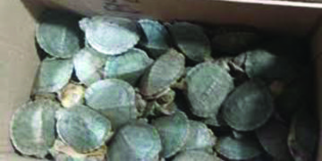 4,500 invasive turtle species seized at Tiruchi airport