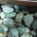 4,500 invasive turtle species seized at Tiruchi airport