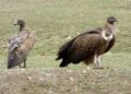 In Gujarat, vulture population dips 76 pc: Centre