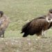 In Gujarat, vulture population dips 76 pc: Centre