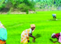 36 lakh woman farmers reap benefit of MKSP