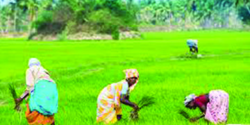 36 lakh woman farmers reap benefit of MKSP