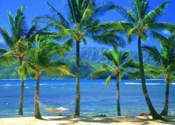 Coconut, copra price may decline in Feb-March, says TNAU analysis