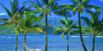 Coconut, copra price may decline in Feb-March, says TNAU analysis
