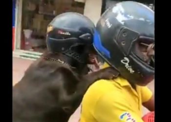 Viral video of dog riding as pillion with helmet in TN went viral on social media