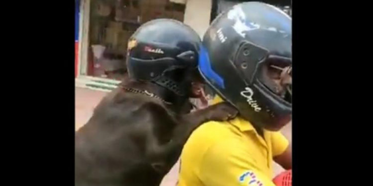 Viral video of dog riding as pillion with helmet in TN went viral on social media