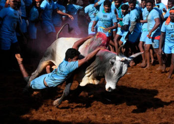 Over 700 bulls take part in Alanganallur Jallikkattu; owner of a bull gored to death and a spectator dies