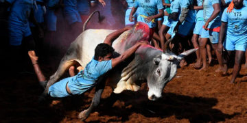 Over 700 bulls take part in Alanganallur Jallikkattu; owner of a bull gored to death and a spectator dies