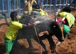 SC dismisses plea seeking stay on Madras High Court’s order on jallikattu