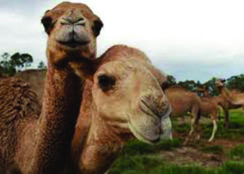 Bushfires forces Australia to kill 10,000 water-starved camels
