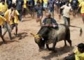 Madras HC Madurai Bench forms jallikkattu organizing panels for Avaniapuram, Alanganallur