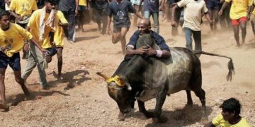 Madras HC Madurai Bench forms jallikkattu organizing panels for Avaniapuram, Alanganallur