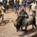 Madras HC Madurai Bench forms jallikkattu organizing panels for Avaniapuram, Alanganallur