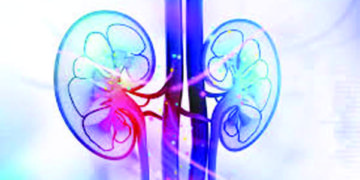 New drug technique injects genes into kidneys