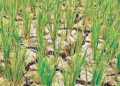 Sowing area of rabi crops in state increases by almost 30% as compared to previous season