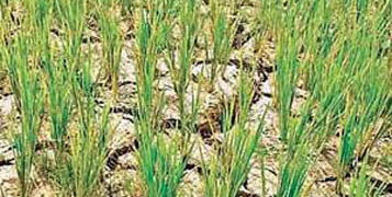 Sowing area of rabi crops in state increases by almost 30% as compared to previous season