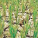 Sowing area of rabi crops in state increases by almost 30% as compared to previous season