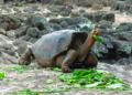 100-yr-old tortoise retires after saving species from extinction