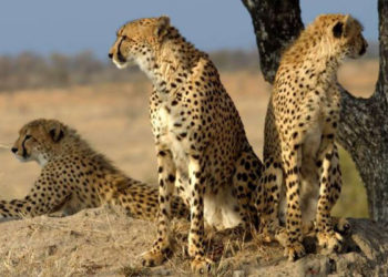 Rajasthan, Gujarat look to beat MP in hosting cheetahs