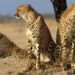 Rajasthan, Gujarat look to beat MP in hosting cheetahs