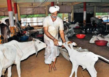 Rupani pitches for making cow shelters self-sustaining