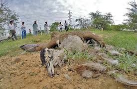 To find out impacts of power line, Kutch birds in focus Of WII, Power Grid study