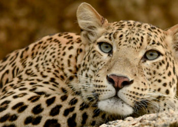 Leopard attacks farmer in Gir-Somnath dist