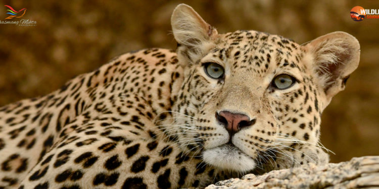 NRG couple beckons wildlife adventurists, photographers from US to India