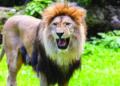 Lion’s body recovered from Gir forest