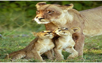 Man-eater lioness caught with 2 cubs in Amreli