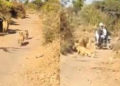 ‘Civilised’ lioness, cubs make way for biker in Gir