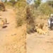 ‘Civilised’ lioness, cubs make way for biker in Gir
