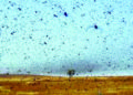 Recent locust outbreak: prolonged monsoon in Indo-Pak region was the reason, says scientists